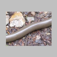Snake on Pulaski Trail Closeup.jpg